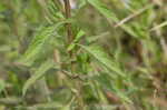 Clustered bushmint